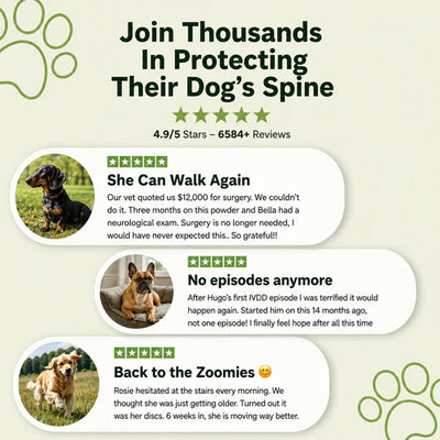 PawfulJoy - Spine & Disc Powder