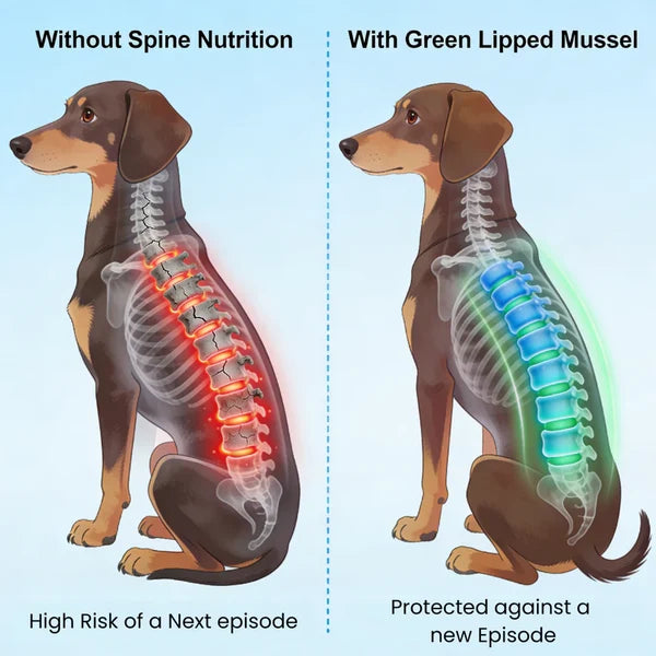 Reason #9: IVDD Comes Back In Up To 40% Of Dogs