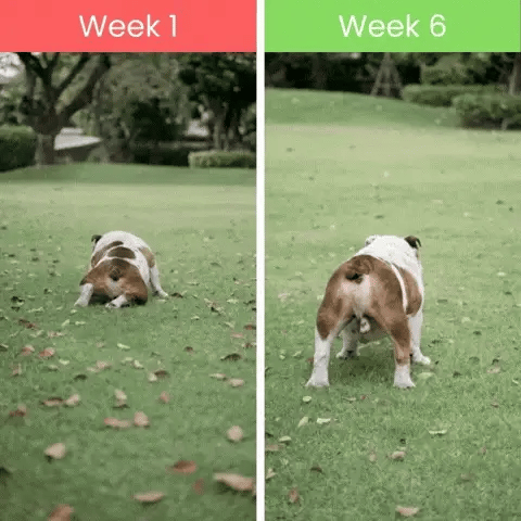 Reason #5: Dogs Start Moving Better in Weeks, Not Months
