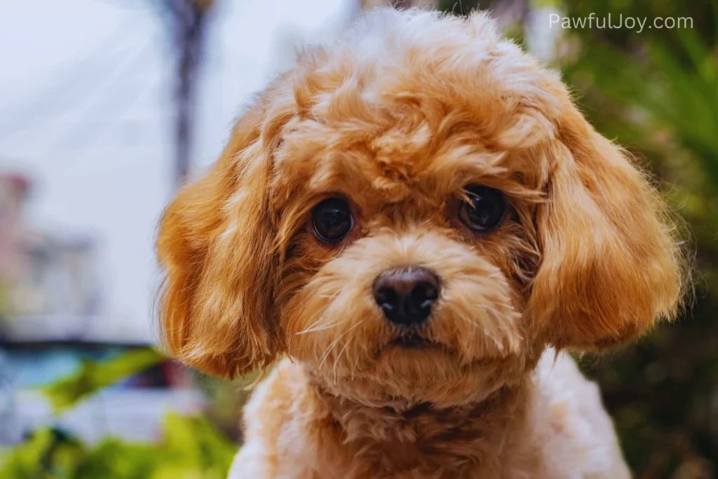 Miniature Poodle